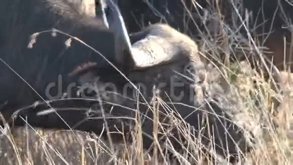 在热带草原上放牧的非洲水牛群视频的预览图