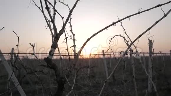 葡萄园里美丽的日落视频的预览图