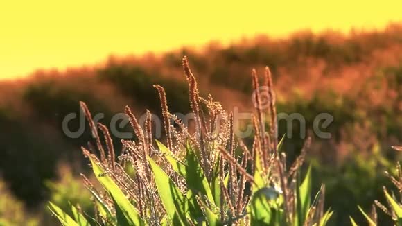 日落时的玉米田柱视频的预览图