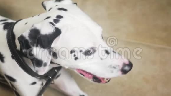 达尔马提亚狗画像4k慢镜头特写视频的预览图