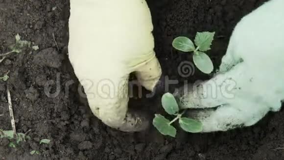 黄瓜芽培育人的特写视频的预览图