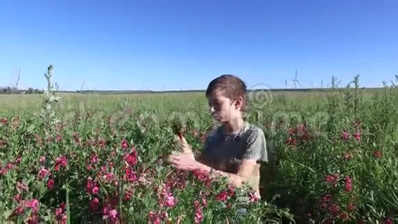 少年男孩在草地上摘花男孩想做一束花视频的预览图