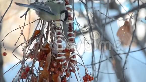 挂在树枝上的啄食鸟视频的预览图