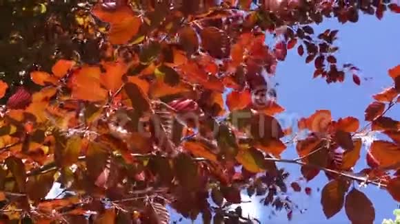 春天新树的叶子发芽了视频的预览图