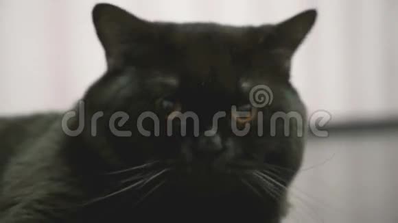 英国黑猫打哈欠特写视频的预览图