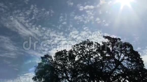 斜倒橡树与阳光闪光视频的预览图