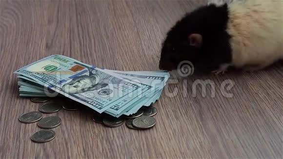 黑白滑稽老鼠绕着硬币和钞票走来走去视频的预览图