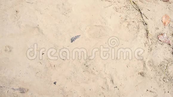 在海岸潮湿的沙滩上用一根木棍在阳光的照射下用手画树叶中的生物眼睛视频的预览图