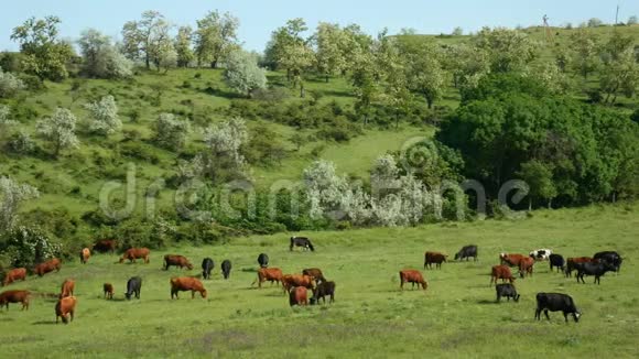 近距离观看一群奶牛在吃草自然农场景观有绿草美丽的花朵和蓝色的云彩视频的预览图