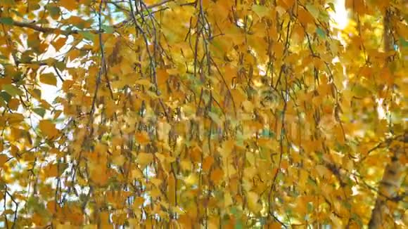 秋天的黄桦叶视频的预览图