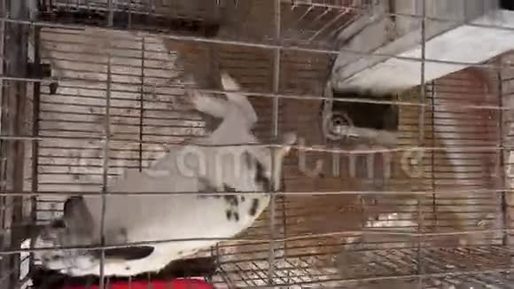 笼子里的兔子兔子兔子视频的预览图