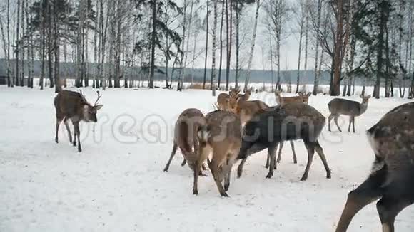 鸡鹿的食物等着鹿从森林里出来吃东西可爱的鹿在冬天以生物站为食视频的预览图