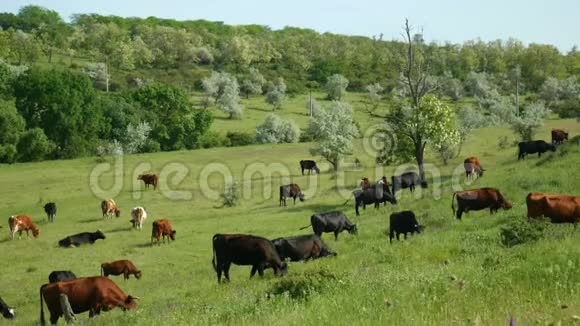 近距离观看一群奶牛在吃草自然农场景观有绿草美丽的花朵和蓝色的云彩视频的预览图