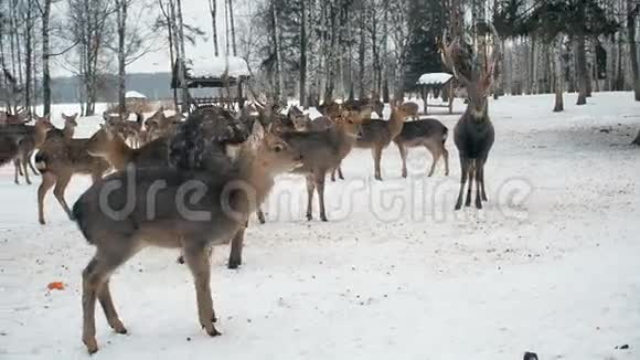鸡鹿的食物等着鹿从森林里出来吃东西可爱的鹿在冬天以生物站为食视频的预览图