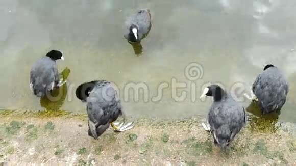 英国伦敦圣贾梅公园的库茨鸟视频的预览图