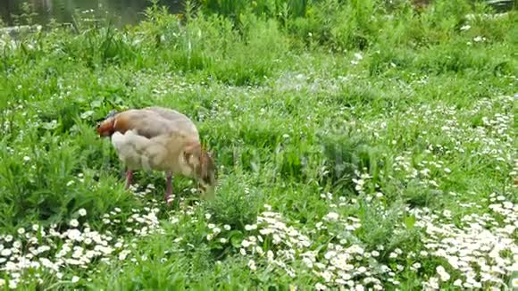 英国伦敦圣贾梅公园的绿鹅视频的预览图