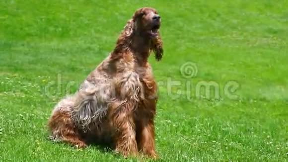 美丽的爱尔兰塞特犬公犬家养犬视频的预览图