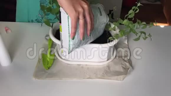 女孩移植薄荷从一个花盆到另一个花盆从塑料袋中加入新的土壤到锅中视频的预览图