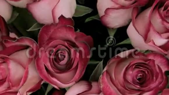 旋转新鲜的玫瑰花蕾视频的预览图