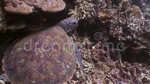 海龟在水底海底的大自然菲律宾视频的预览图