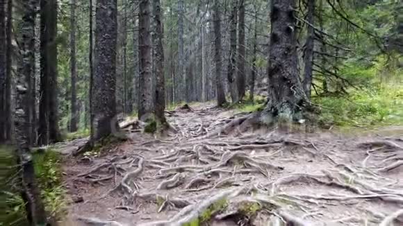 有根的森林山脉视频的预览图
