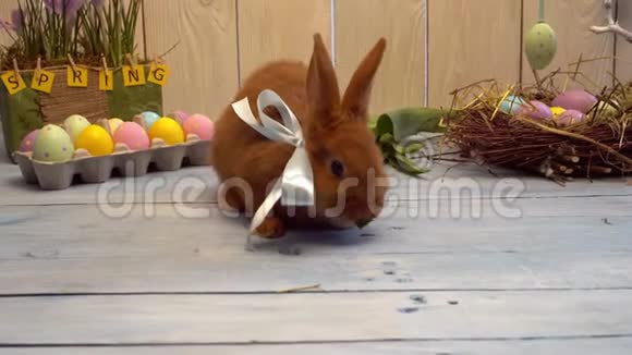 蝴蝶结复活节庆典传统象征概念毛绒兔可爱礼物视频的预览图