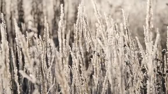雪中枯草一片片干草笼罩在雪花中视频的预览图