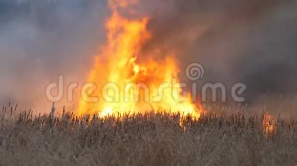 巨大的高焰风暴火燃烧干草和灌木在森林草原在大自然中燃烧自然视频的预览图