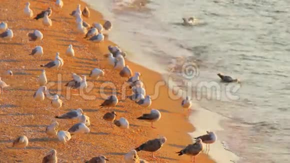 观鸟概念沙滩上有许多海鸥视频的预览图