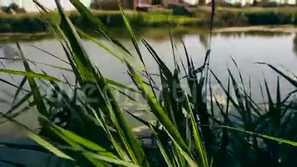 天然的绿色芦苇背景与波光粼粼的水视频的预览图