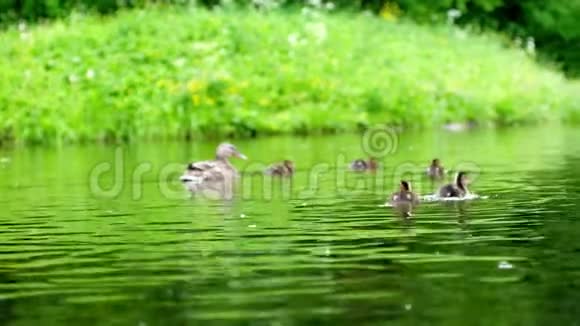 鸭子和小鸭子一起走漂浮在池塘的水中与自然和谐相处3840x21604k视频的预览图