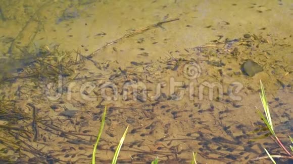 蟾蜍蝌蚪在湖上游泳视频的预览图
