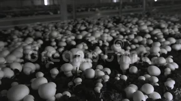 香碧桂农生产农场一排排的床山羊生长的蘑菇现代农业视频的预览图