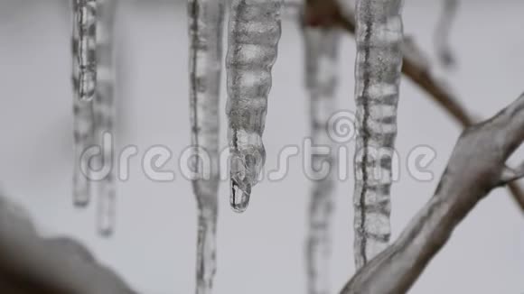 初春树枝上融化的滴水冰柱宏观特写透明美丽的冰柱融化视频的预览图