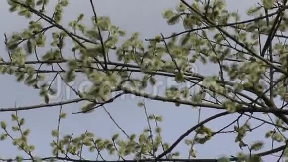 蜜蜂从柳树上采蜜视频的预览图