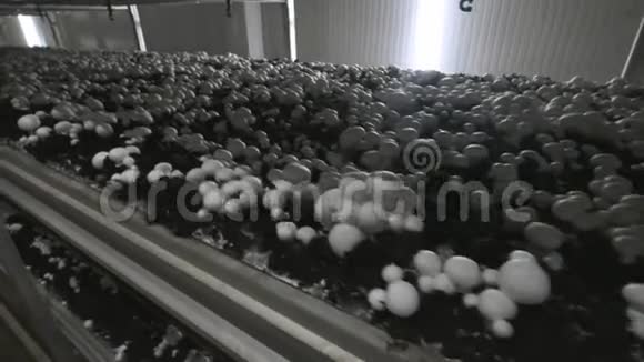 香碧桂农生产农场一排排的床山羊生长的蘑菇现代农业视频的预览图