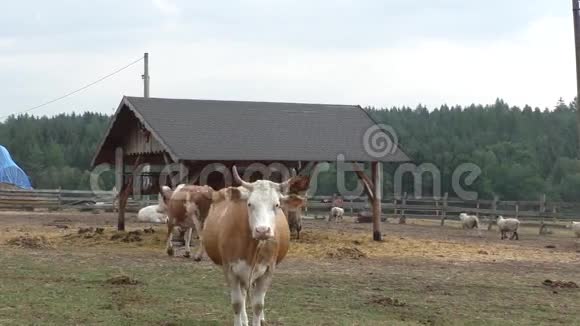 农场动物牛和羊视频的预览图