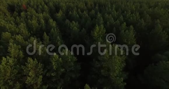 夏季森林深处的航空影像视频的预览图