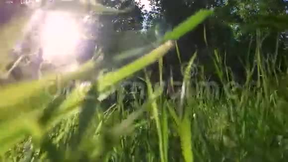 多汁的草长在草地上杨树的绒毛躺在草地上视频的预览图