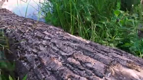 一棵大树死在池塘的水里视频的预览图