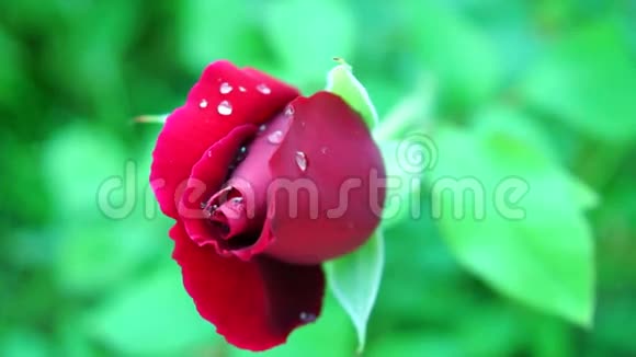 春风带水滴的红玫瑰视频的预览图