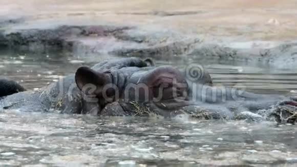 河马漂浮在大坝水中视频的预览图