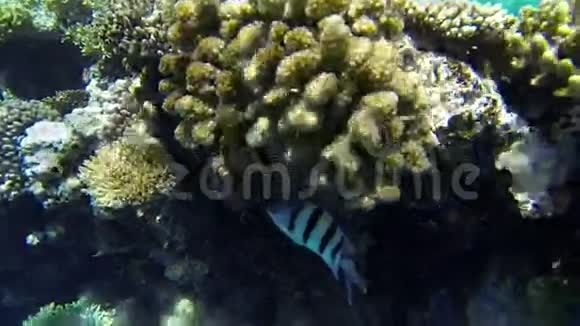 躲在阳光下的珊瑚下的鱼视频的预览图