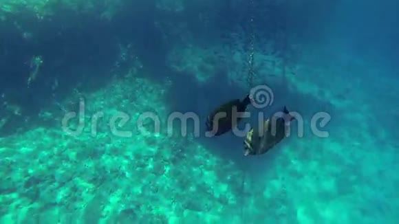 两条扁鱼在大海里游泳视频的预览图