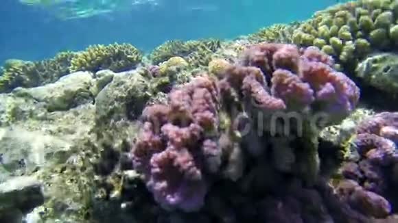 水下拍摄的五颜六色的珊瑚视频的预览图