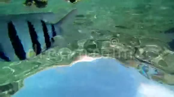 水下视野低于海平面视频的预览图