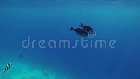 两条鱼在蓝色的大海中游动视频的预览图