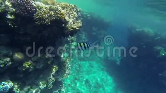 大海中的大鱼游过珊瑚旁边的小鱼视频的预览图