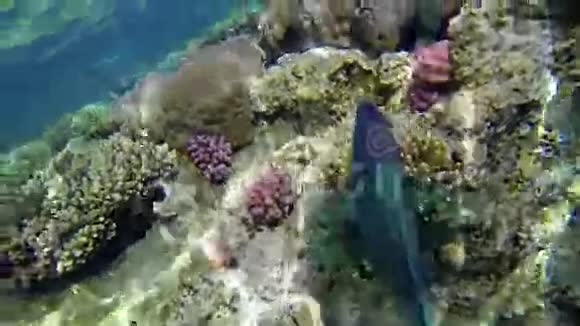 靠近蓝色的鱼游过巨大的珊瑚视频的预览图