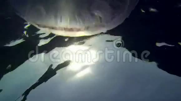 水母走向阳光视频的预览图